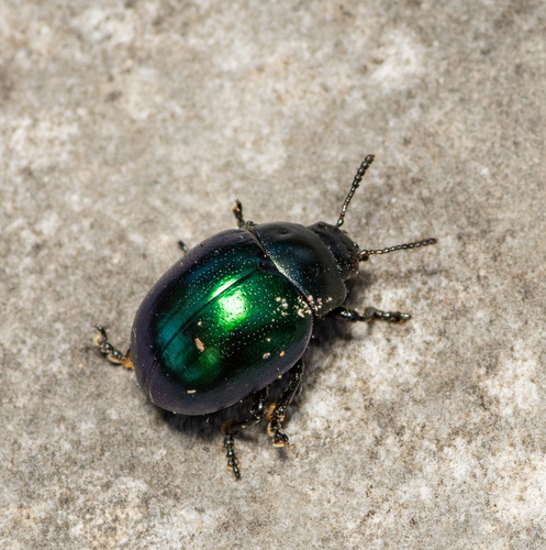 Haldeman's Green Potato Beetle photo 4