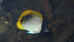 Lined Butterflyfish photo 2