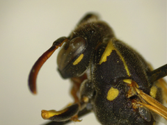Polistes albellus