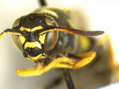 Polistes albellus