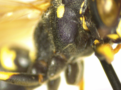 Polistes albellus
