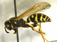 Polistes albellus