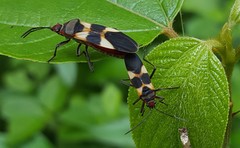 Oncopeltus unifasciatellus