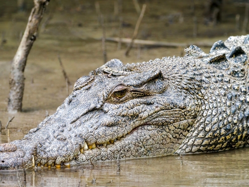 Graceful mudskipper (Periophthalmus gracilis) — Gobiidae
