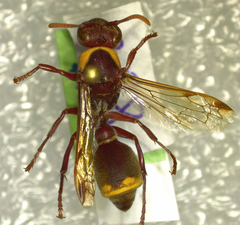 Ropalidia cincta