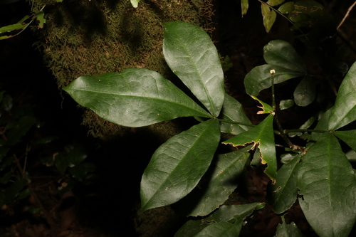 doughwood (Acronychia octandra)