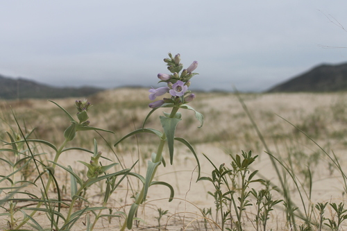 Blowout beardtongue (Penstemon haydenii)