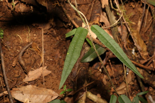 Image of Parsonsia tenuis by (c) Greg Tasney, some rights reserved (CC BY-SA)