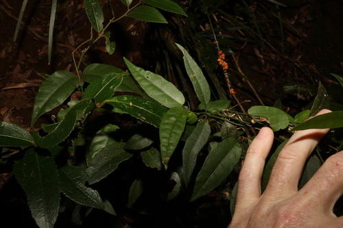Image of Parsonsia tenuis by (c) Greg Tasney, some rights reserved (CC BY-SA)