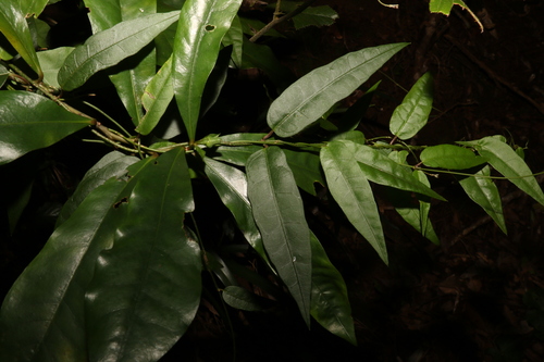 Image of Parsonsia tenuis by (c) Greg Tasney, some rights reserved (CC BY-SA)