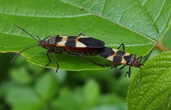 Oncopeltus unifasciatellus