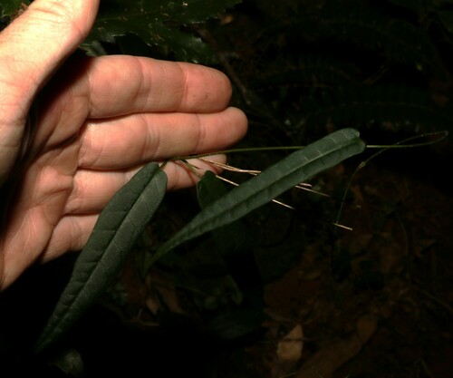 Image of Parsonsia tenuis by (c) Greg Tasney, some rights reserved (CC BY-SA)