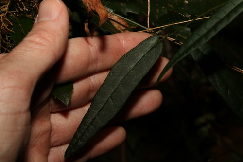 Image of Parsonsia tenuis by (c) Greg Tasney, some rights reserved (CC BY-SA)