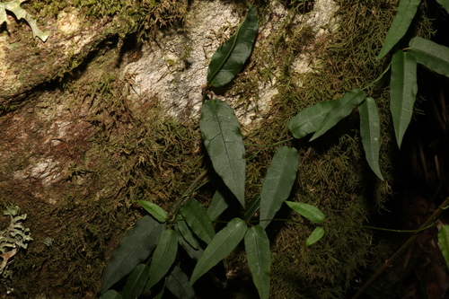 Slender Silkpod (Parsonsia tenuis)