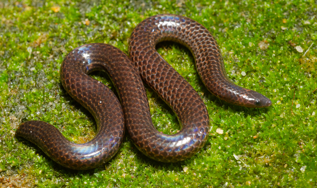 Teretrurus