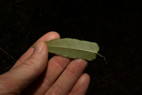 Image of Parsonsia tenuis by (c) Greg Tasney, some rights reserved (CC BY-SA)