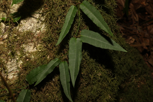 Image of Parsonsia tenuis by (c) Greg Tasney, some rights reserved (CC BY-SA)