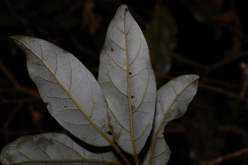 Image of Endiandra crassiflora by (c) Greg Tasney, some rights reserved (CC BY-SA)