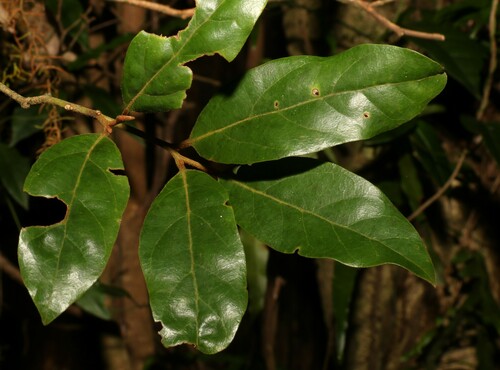 Image of Endiandra crassiflora by (c) Greg Tasney, some rights reserved (CC BY-SA)