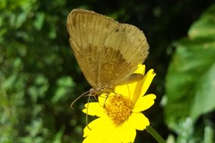 Aricoris constantius