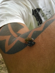 Coleotichus blackburniae