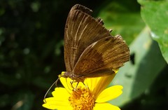 Aricoris constantius