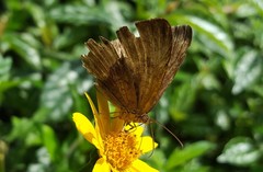 Aricoris constantius
