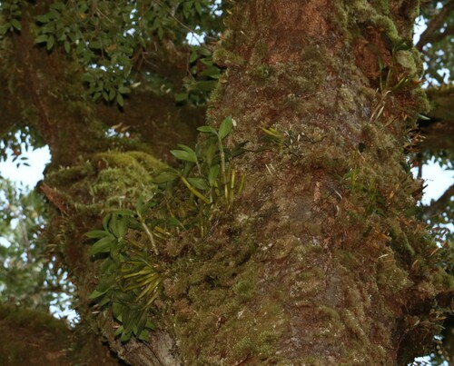 Image of Dendrobium falcorostrum by (c) Greg Tasney, some rights reserved (CC BY-SA)