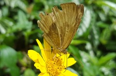 Aricoris constantius