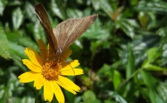 Aricoris constantius