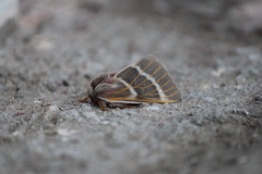 Hemileuca rubridorsa