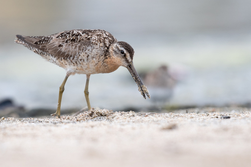 Agujeta gris (Limnodromus griseus)