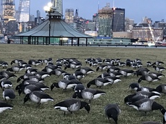 Branta bernicla