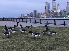 Branta bernicla