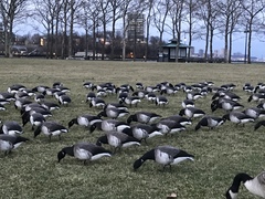 Branta bernicla