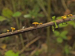 Hymenoscyphus calyculus