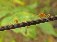 Hymenoscyphus calyculus