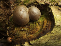 Lycogala flavofuscum