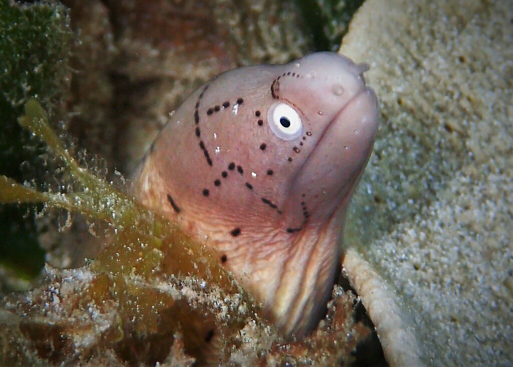 Grey Moray