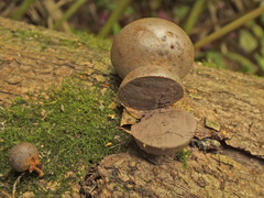 Lycogala flavofuscum