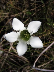 Gentiana pennelliana