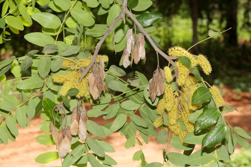 Pterogyne nitens Tul.