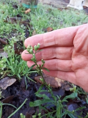 Erigeron canadensis