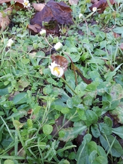 Bellis perennis