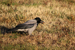 Corvus cornix