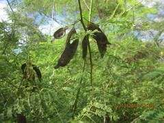 Senegalia polyphylla