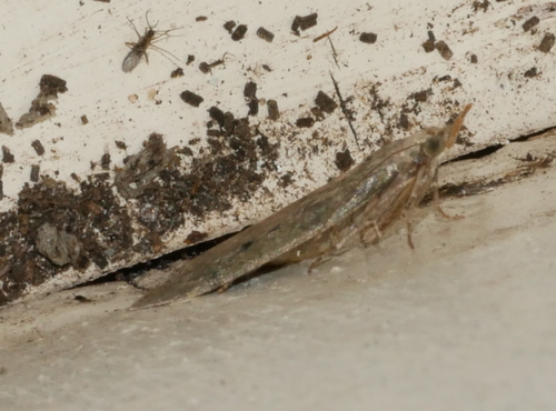 Bee Moth, 6721 Bennekom, Nederland, photo 9 of 10