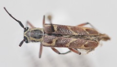 Saperda tridentata