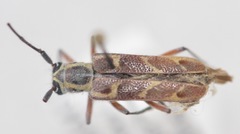 Saperda tridentata