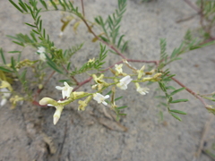 Astragalus tenellus